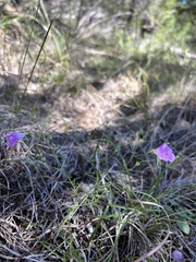 Agalinis edwardsiana
