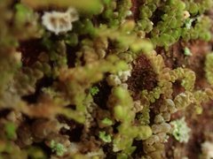 Frullania
