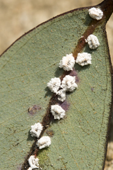 Eriococcus