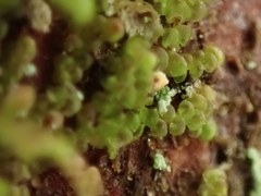 Frullania
