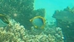 Chaetodon melannotus