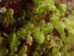 Frullania