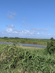 Himantopus mexicanus knudseni