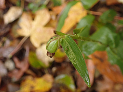Epipactis helleborine