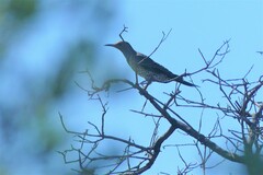 Colaptes