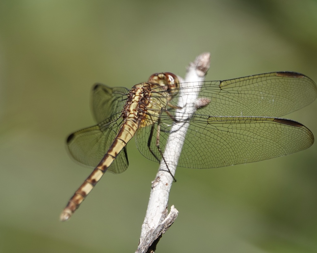 Band-winged Dragonlet from Aransas County, TX, USA on October 25, 2022 ...