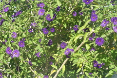 Lycianthes