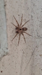 Oecobius navus