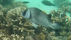 Plectorhinchus gibbosus