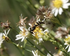 Myzinum quinquecinctum