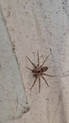 Oecobius navus