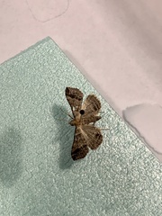 Phalaenophana pyramusalis