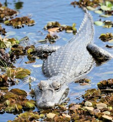 Caiman latirostris