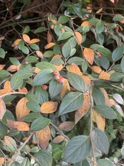 Cotoneaster franchetii