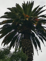 Phoenix canariensis