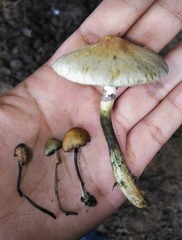 Panaeolus cyanescens