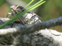 Diceroprocta viridifascia