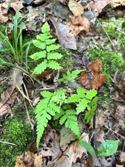 Deparia petersenii