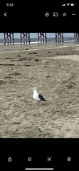 Larus occidentalis