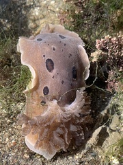 Diaulula sandiegensis