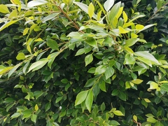 Ficus benjamina
