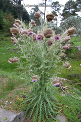 Cirsium nivale