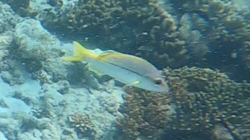 Broadband seaperch (Lutjanus vitta) — Lutjanidae — 5