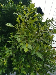 Ficus benjamina