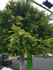 Ficus benjamina