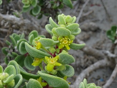 Tetragonia maritima