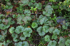 Gunnera magellanica
