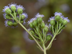 Ageratum conyzoides