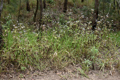Ageratum conyzoides