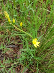 Bulbine bulbosa