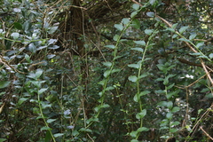 Ercilla syncarpellata