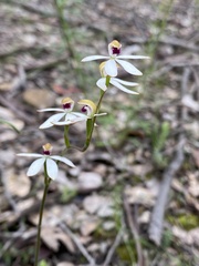 Caladenia cucullata