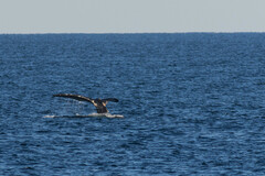 Eubalaena glacialis