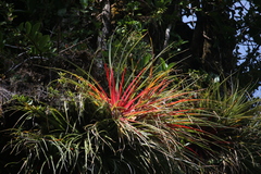 Fascicularia bicolor