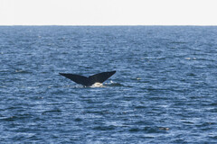 Eubalaena glacialis