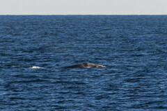 Eubalaena glacialis