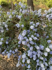 Ceanothus
