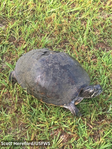 Alabama Red-bellied Cooter
