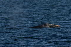 Eubalaena glacialis