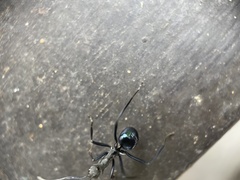 Myrmhopla