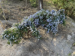 Ceanothus
