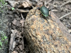Carabus smaragdinus