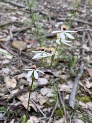Caladenia cucullata