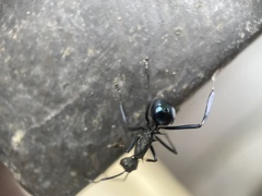 Myrmhopla