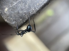 Myrmhopla