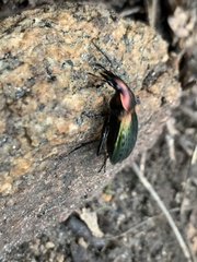 Carabus smaragdinus
